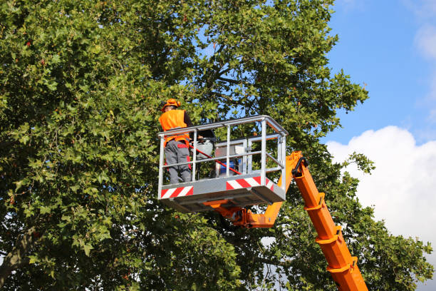 Best Lawn Dethatching  in USA